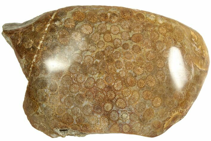 Polished Fossil Coral Head - Indonesia #210944